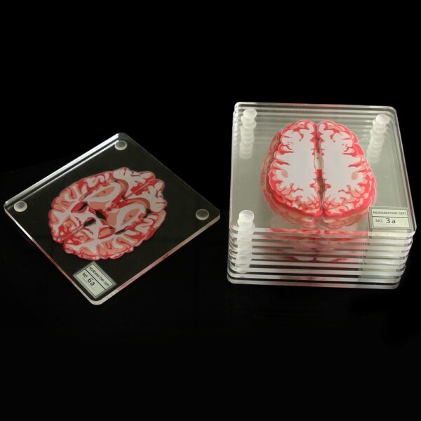 3D Brain Printed Table Coaster